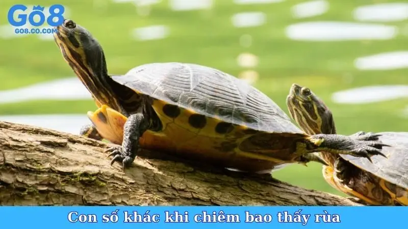 Con số khác khi chiêm bao thấy rùa